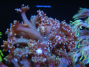 WYSIWYG Goniopora sp 19H1