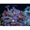 WYSIWYG Goniopora sp 19H1