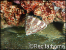 Trochus histrio