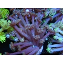 WYSIWYG Goniopora sp 19H2