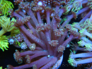 WYSIWYG Goniopora sp 19H2