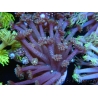 WYSIWYG Goniopora sp 19H2