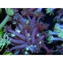 WYSIWYG Goniopora sp 19H3