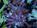 WYSIWYG Goniopora sp 19H3