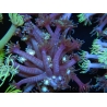 WYSIWYG Goniopora sp 19H3