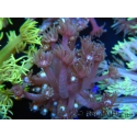 WYSIWYG Goniopora sp 19H4