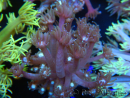 WYSIWYG Goniopora sp 19H4