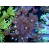 WYSIWYG Goniopora sp 19H4