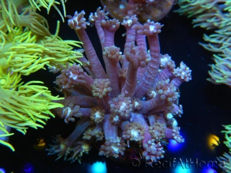 WYSIWYG Goniopora sp 19H5