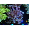 WYSIWYG Goniopora sp 19H5