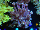 WYSIWYG Goniopora sp 19H5