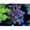WYSIWYG Goniopora sp 19H5