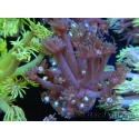 WYSIWYG Goniopora sp 19H6