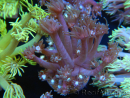 WYSIWYG Goniopora sp 19H6