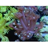 WYSIWYG Goniopora sp 19H6