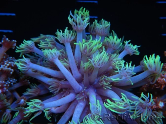 WYSIWYG Goniopora sp 19I1