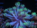 WYSIWYG Goniopora sp 19I1