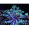WYSIWYG Goniopora sp 19I1