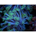 WYSIWYG Goniopora sp 19I2