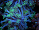 WYSIWYG Goniopora sp 19I2