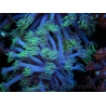 WYSIWYG Goniopora sp 19I2