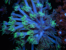 WYSIWYG Goniopora sp 19I3
