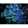 WYSIWYG Goniopora sp 19I3