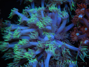 WYSIWYG Goniopora sp 19I4