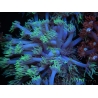 WYSIWYG Goniopora sp 19I4