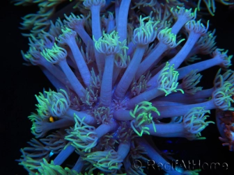 WYSIWYG Goniopora sp 19I5