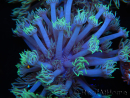 WYSIWYG Goniopora sp 19I5