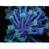 WYSIWYG Goniopora sp 19I5