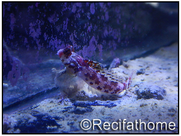 Gobiodon quenquestriatus