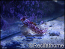 Gobiodon quenquestriatus