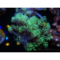 WYSIWYG Goniopora sp 19I6