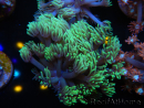 WYSIWYG Goniopora sp 19I6