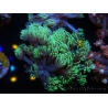 WYSIWYG Goniopora sp 19I6