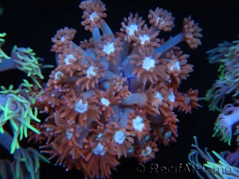 WYSIWYG Goniopora Bubblebath 19J1