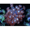 WYSIWYG Goniopora Bubblebath 19J1