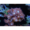 WYSIWYG Goniopora Bubblebath 19J2