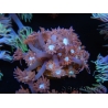 WYSIWYG Goniopora Bubblebath 19J2