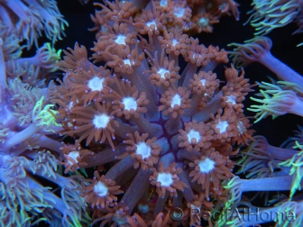 WYSIWYG Goniopora Bubblebath 19J3