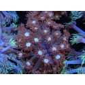 WYSIWYG Goniopora Bubblebath 19J3
