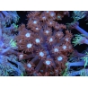 WYSIWYG Goniopora Bubblebath 19J3