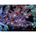 WYSIWYG Goniopora Bubblebath 19J4