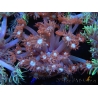 WYSIWYG Goniopora Bubblebath 19J4