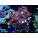 WYSIWYG Goniopora Bubblebath 19J5