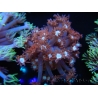 WYSIWYG Goniopora Bubblebath 19J5
