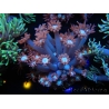 WYSIWYG Goniopora Bubblebath 19J6