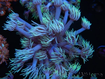 WYSIWYG Goniopora Yellow Tentacles 19K2